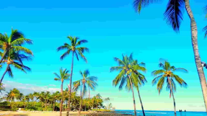 ザ・ジョジョランズ６話ネタバレ考察　ジョディオたちの受難イメージ写真ハワイ・ヤシのある海岸